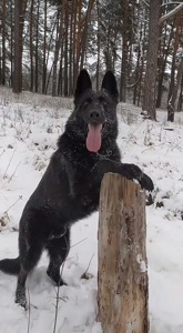 Цуценята німецької вівчарки