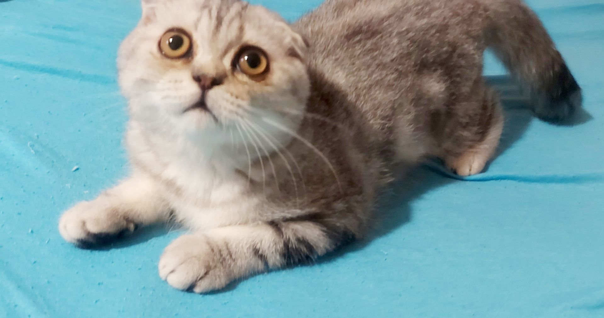 Шотландське кошеня