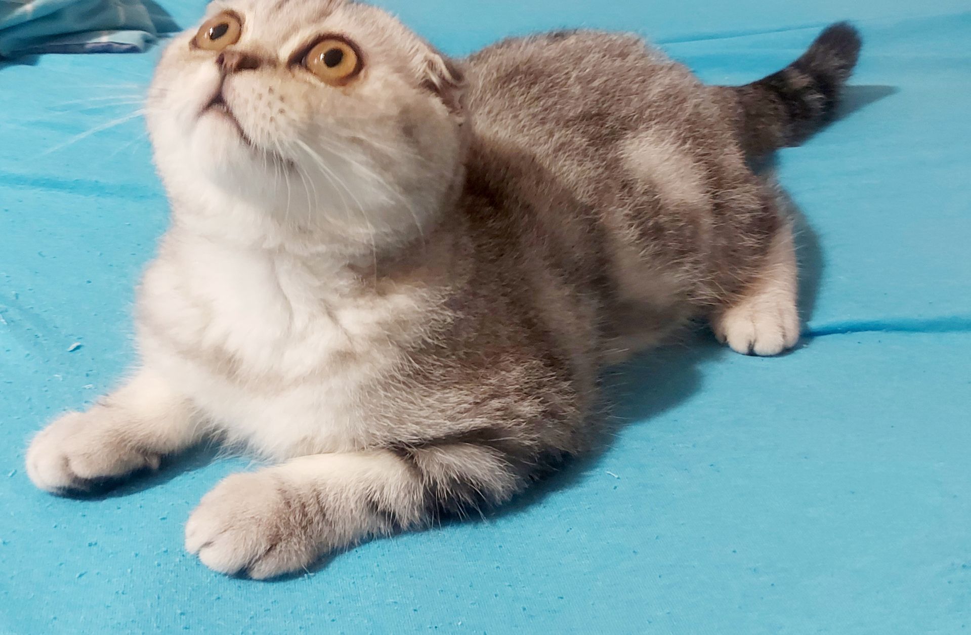 Шотландське кошеня
