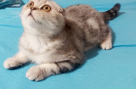 Шотландське кошеня