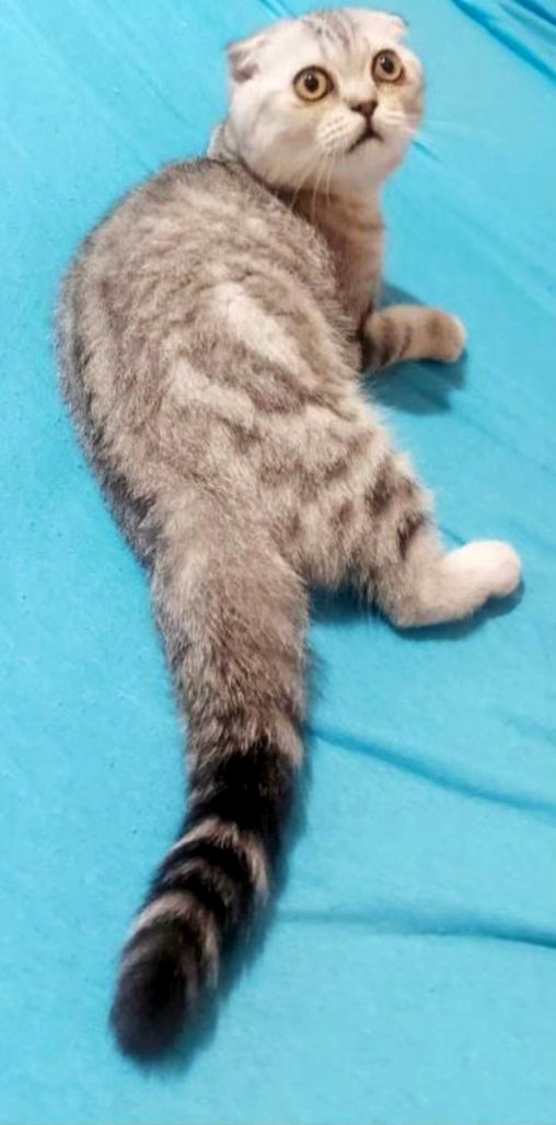 Шотландське кошеня
