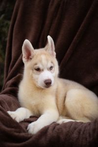 Цуценя хаскі різноокий хлопчик КСУ