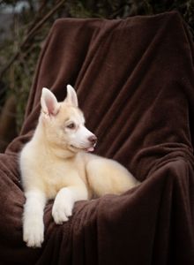 Цуценя хаскі різноокий хлопчик КСУ