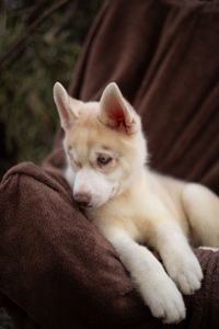 Цуценя хаскі різноокий хлопчик КСУ