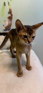 Абиссинский котенок
