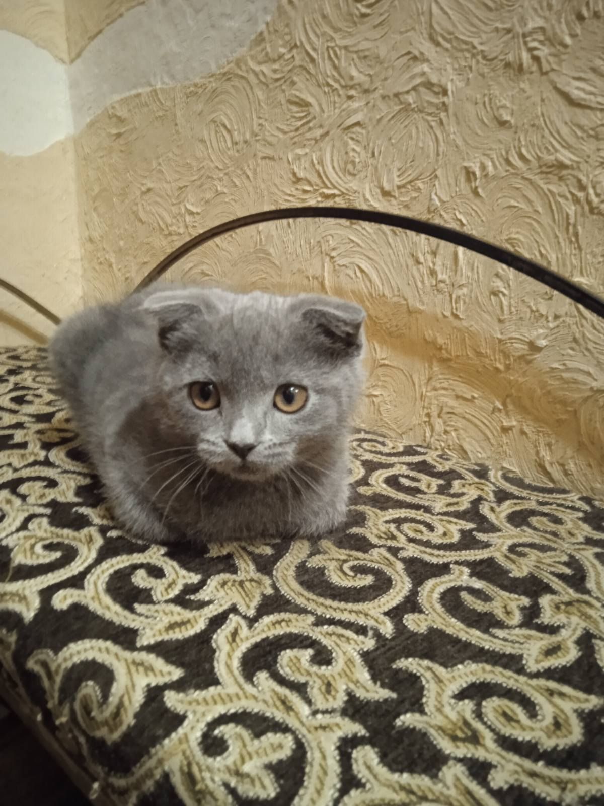 Висловухі кошенята