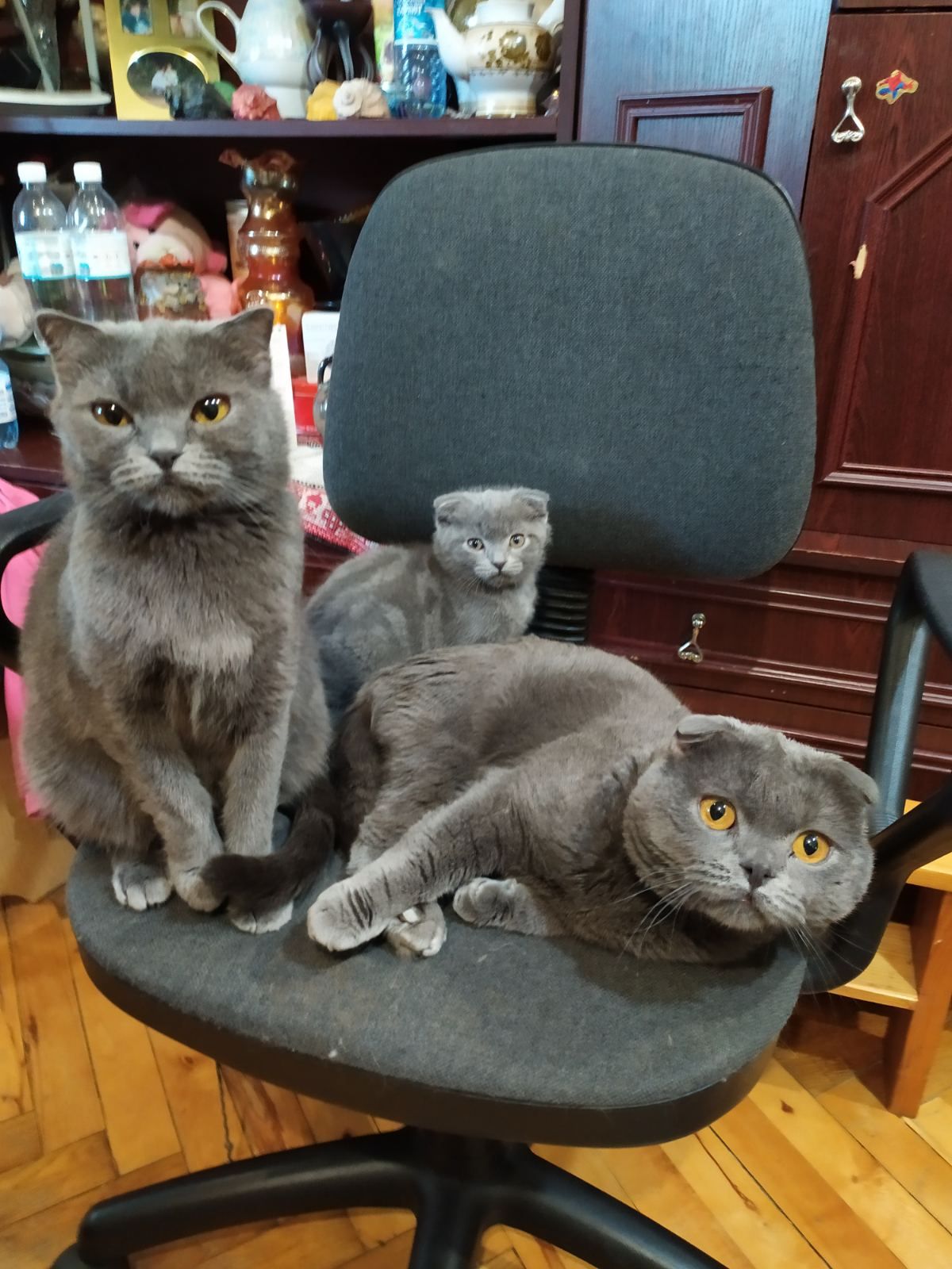 Висловухі кошенята