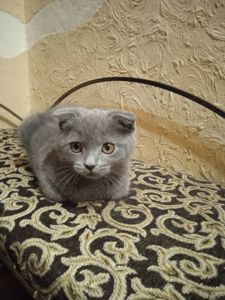 Висловухі кошенята