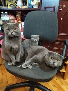 Висловухі кошенята