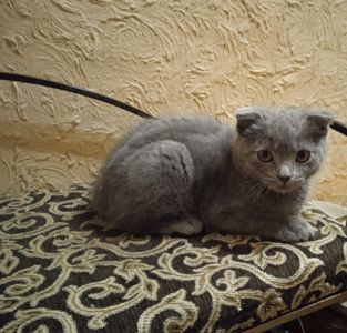 Висловухі кошенята