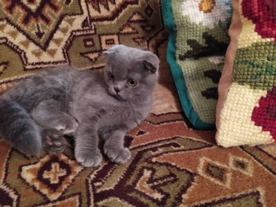 Висловухі кошенята