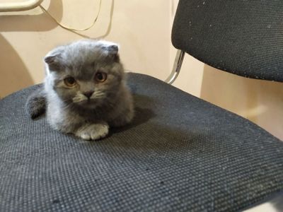 Висловухі кошенята