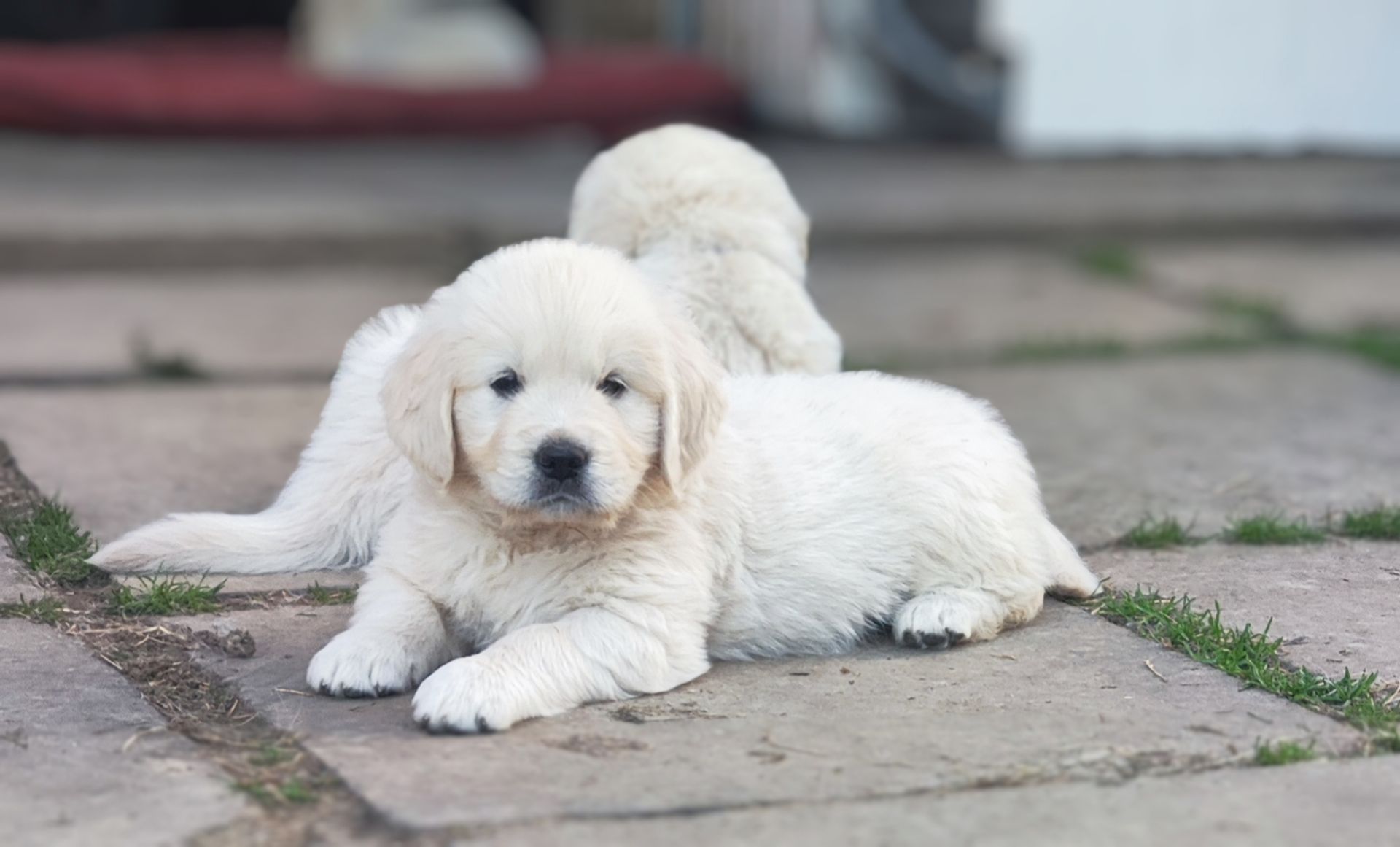 Золотистий ретривер golden retriever