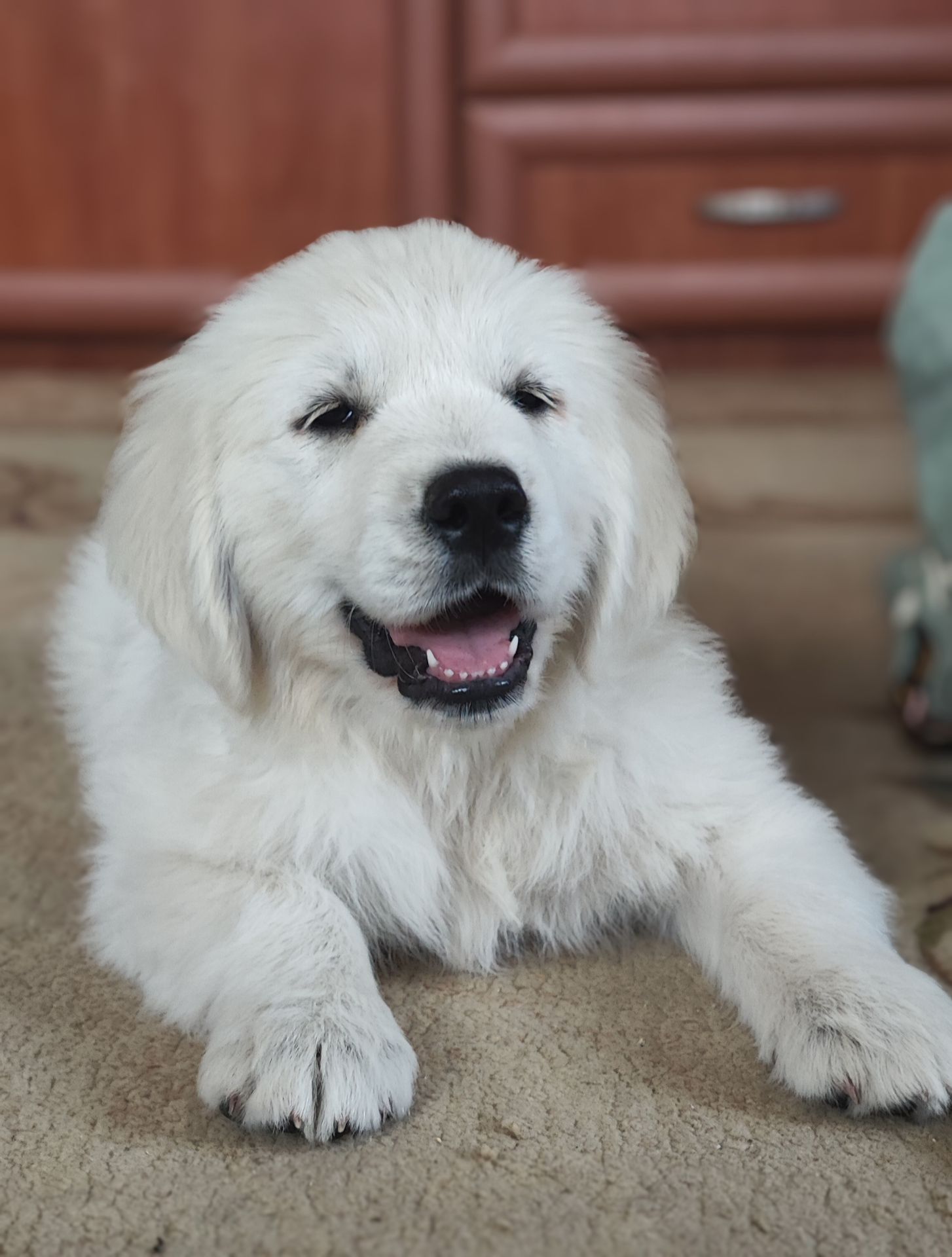 Золотистий ретривер golden retriever