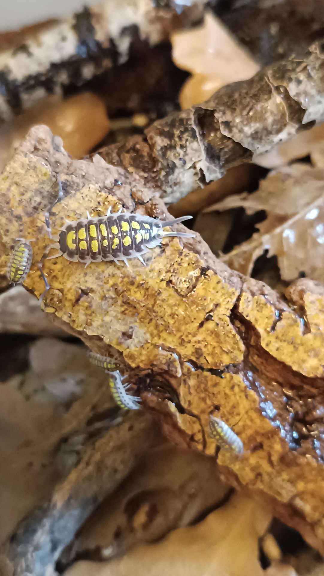 Porcellio haasi "high yellow" мокриці