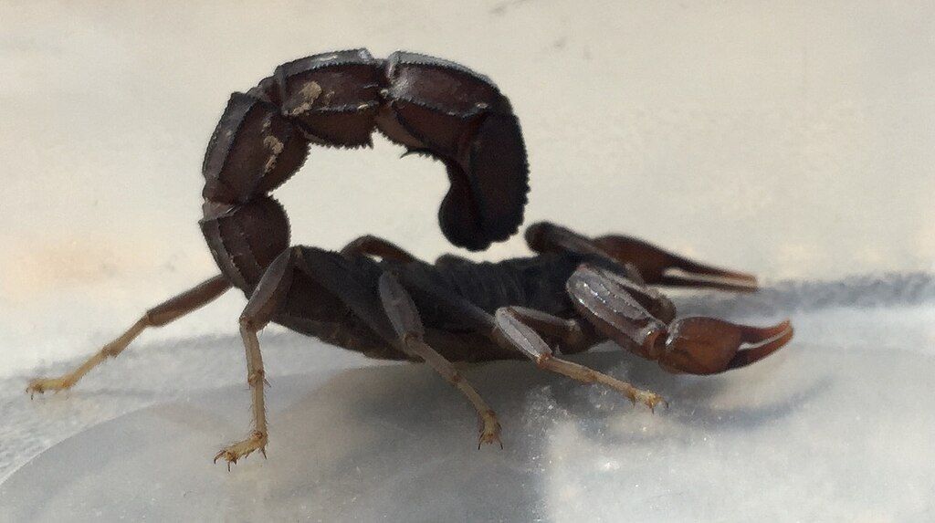 Скорпион Androctonus bicolor купить в Украине 3000грн