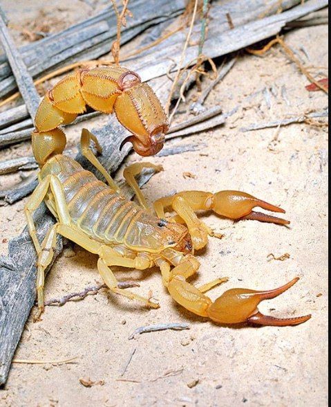 Скорпион Androctonus australis купить домашнего скорпиона в Украине