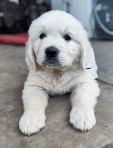 Золотистий ретривер golden retriever