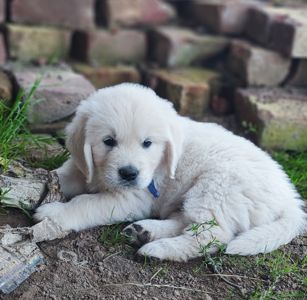 Золотистий ретривер golden retriever