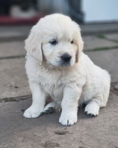 Золотистий ретривер golden retriever