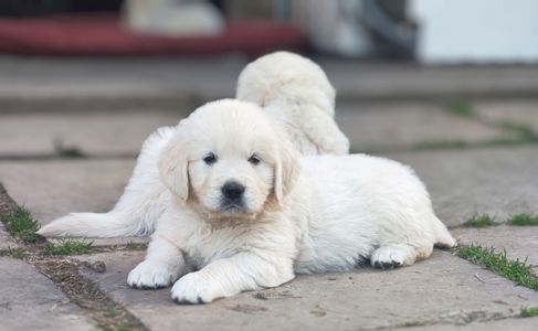 Золотистий ретривер golden retriever