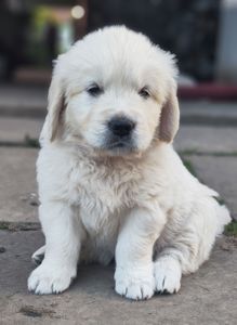 Золотистий ретривер golden retriever