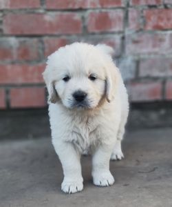 Золотистий ретривер golden retriever