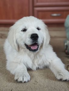 Золотистий ретривер golden retriever