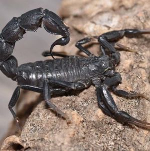 Скорпион Androctonus bicolor купить в Украине 3000грн