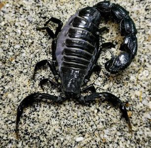 Скорпион Androctonus bicolor купить в Украине 3000грн