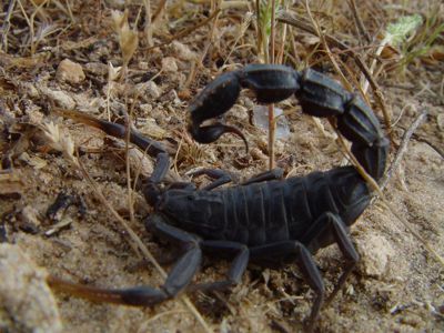 Скорпион Androctonus bicolor купить в Украине 3000грн