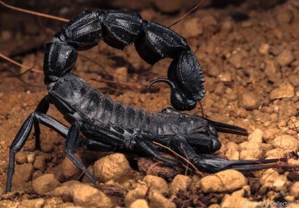 Скорпион Androctonus bicolor купить в Украине 3000грн