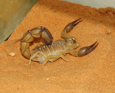 Скорпион Androctonus australis купить домашнего скорпиона в Украине