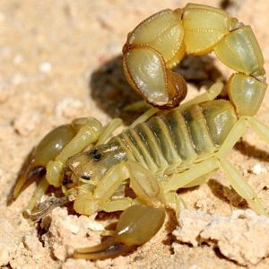Скорпион Androctonus australis купить домашнего скорпиона в Украине