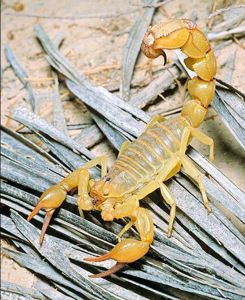Скорпион Androctonus australis купить домашнего скорпиона в Украине