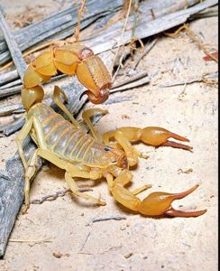 Скорпион Androctonus australis купить домашнего скорпиона в Украине