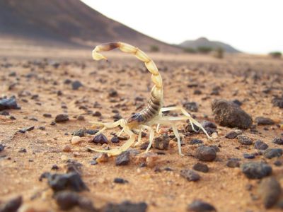 Скорпион Leiurus quinquestriatus приобрести в Украине редкого домашнего скорпиона