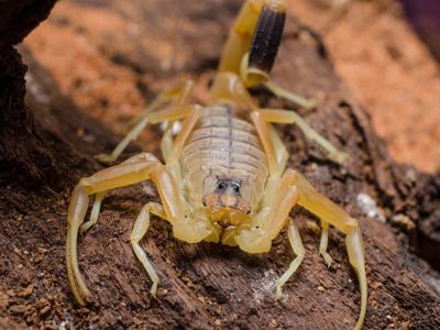 Скорпион Leiurus quinquestriatus приобрести в Украине редкого домашнего скорпиона