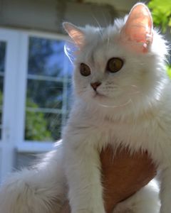 Кошеня срібляста Хайленд Страйт Шиншилла