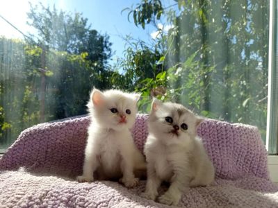 Кошеня срібляста Хайленд Страйт Шиншилла