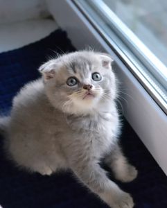 Кошеня фолд дівчинка