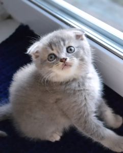 Кошеня фолд дівчинка
