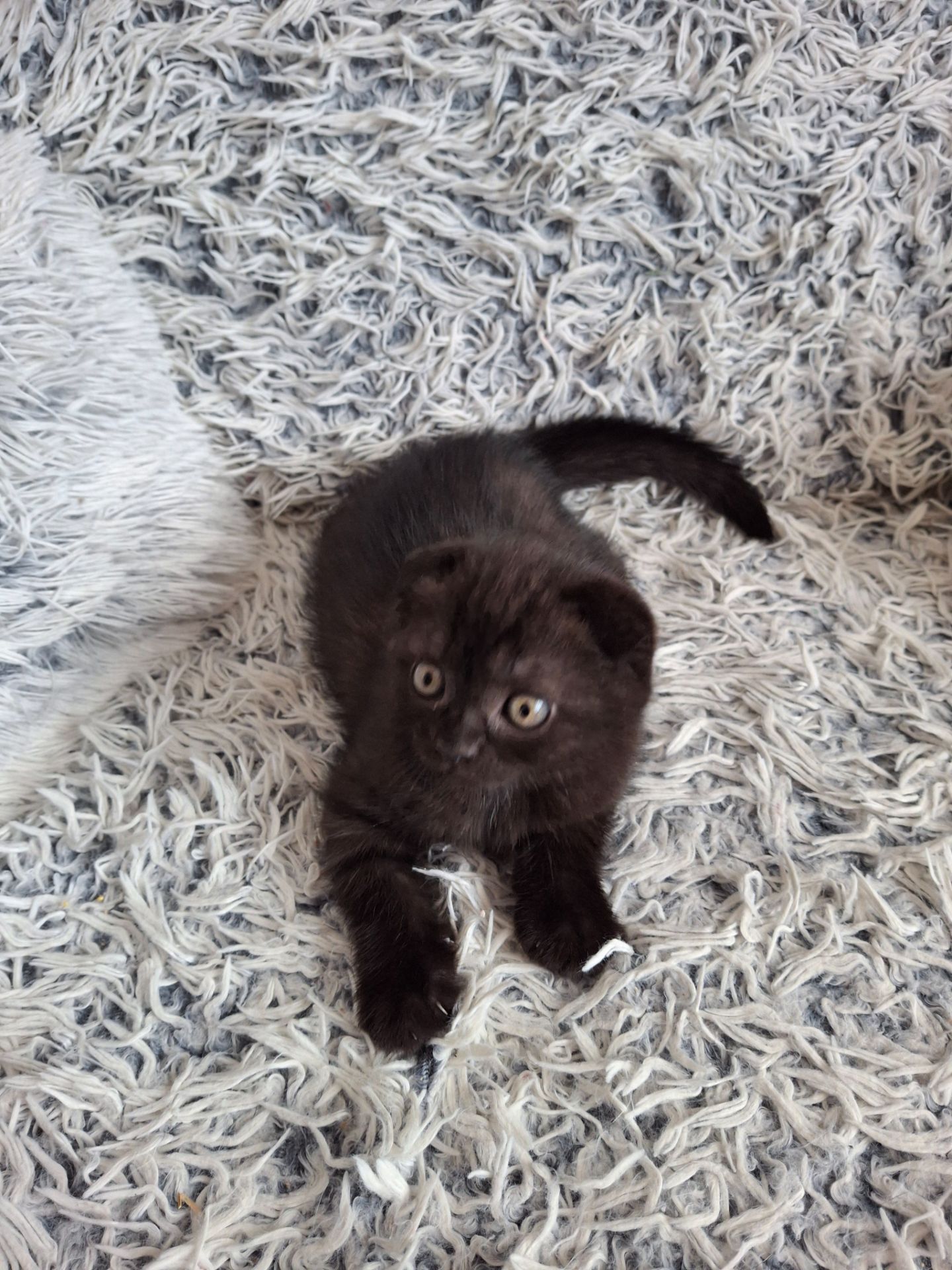 Кошенята фолди