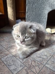 Кошенята фолди