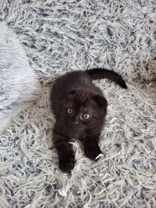 Кошенята фолди