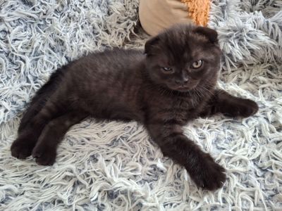 Кошенята фолди