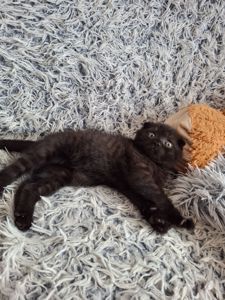 Кошенята фолди