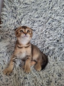 Кошенята фолди