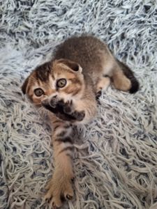 Кошенята фолди