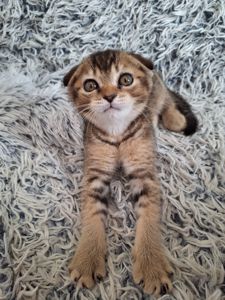 Кошенята фолди